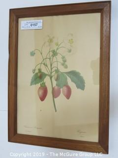 Art: Historic: Floral: 13 1/2 x 15 1/2" Framed Colored Lithograph Under Glass; Strawberry Plant; P.J. Redoute