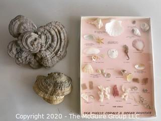 Sea Shells and Wood Oddities