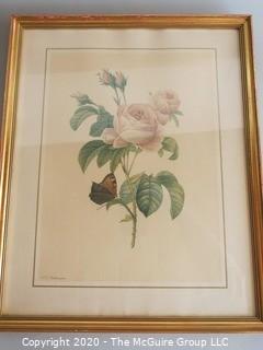 Framed Print of Rose