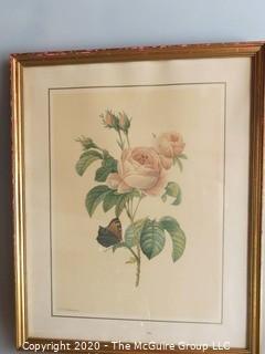 Framed Print of Rose