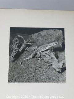 Black & White Large Format Photo, on Picture Board. Northern Crested Lizard by J Novak.