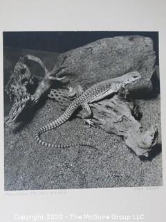 Black & White Large Format Photo, on Picture Board. Northern Crested Lizard by J Novak.