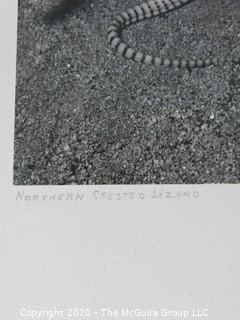 Black & White Large Format Photo, on Picture Board. Northern Crested Lizard by J Novak.