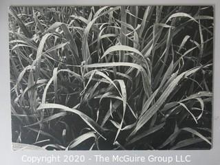 Photo, Print, B&W, Historical, Americana, Spring Grass. Approximately 13" X 19" on Photo Board.