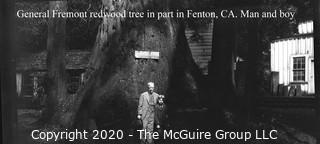 3 1/2 x 6" Film Negative Vintage: Americana: Western Grand Tour:: Gen Fremont Redwood Tree