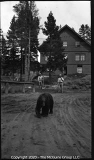 2 1/2 x 4 1/4" Film Negative Vintage: Americana: Western Grand Tour: Black bear