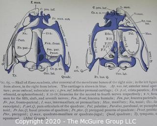 Group of Four Vintage Anatomy and Biology Books.