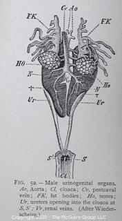 Group of Four Vintage Anatomy and Biology Books.