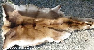 Unidentified Animal Skin.  ROUS?