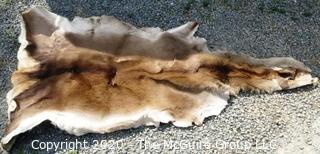 Unidentified Animal Skin.  ROUS?