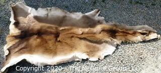 Unidentified Animal Skin.  ROUS?