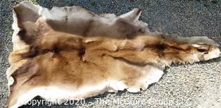 Unidentified Animal Skin.  ROUS?