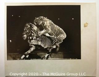 Large Format Black & White Photo for Life Magazine: "Circus", Tiger and Horse.  Some Staining to Mat.