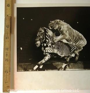 Large Format Black & White Photo for Life Magazine: "Circus", Tiger and Horse.  Some Staining to Mat.