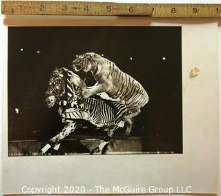 Large Format Black & White Photo for Life Magazine: "Circus", Tiger and Horse.  Some Staining to Mat.