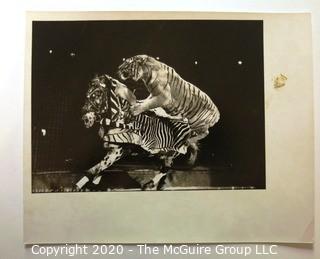 Large Format Black & White Photo for Life Magazine: "Circus", Tiger and Horse.  Some Staining to Mat.