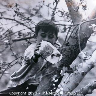 Black & White Large Format Photograph by A. Rickerby - Brothers in Tree