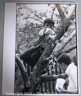 Black & White Large Format Photograph by A. Rickerby - Brothers in Tree