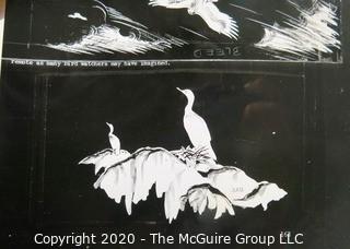 Six Black & White Slides of Bird Drawings by S. Briggs for Atlantic Naturalist