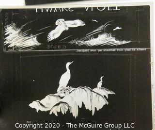 Six Black & White Slides of Bird Drawings by S. Briggs for Atlantic Naturalist