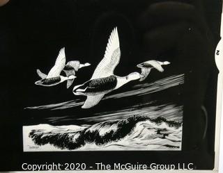 Six Black & White Slides of Bird Drawings by S. Briggs for Atlantic Naturalist