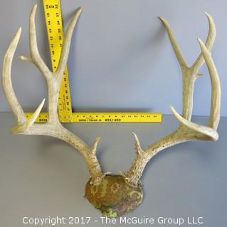 Antler Rack (note scale)