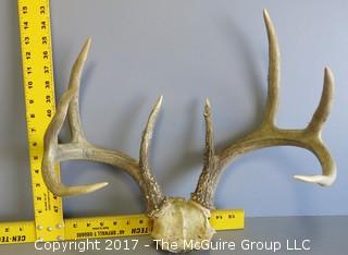 Antler Rack (note scale)