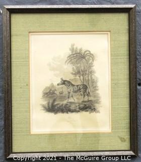 Vintage Framed Under Glass Black and White Lithograph of Zebra.  Measures approximately 16" x 13".