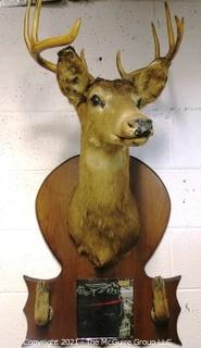 Vintage Wall Mounted Five Point Buck Taxidermy with Hooves and Mirror.