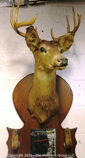 Vintage Wall Mounted Five Point Buck Taxidermy with Hooves and Mirror.