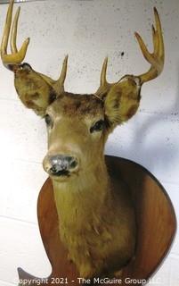 Vintage Wall Mounted Five Point Buck Taxidermy with Hooves and Mirror.