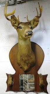 Vintage Wall Mounted Five Point Buck Taxidermy with Hooves and Mirror.