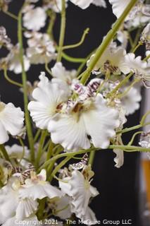 Faux White Flowers in Silver Plated Planter; 40"T