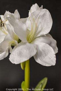 Two (2) Faux White Flowers in Glass Vases; 26"T