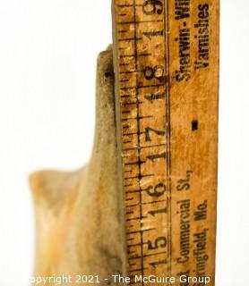 Humpback Whale Vertebra.  Measures 20"W 