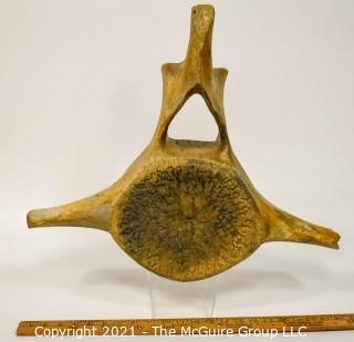 Humpback Whale Vertebra.  Measures 20"W 