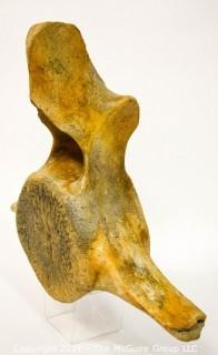 Humpback Whale Vertebra.  Measures 20"W 