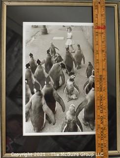 Framed Under Glass Black & White Photograph of Penquins Marching Through the Streets.  Measures 17" x 13".