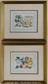 Two (2) Gilt Framed Under Glass Color Lithographs of Flora and Fauna.  