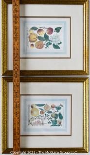 Two (2) Gilt Framed Under Glass Color Lithographs of Flora and Fauna.  