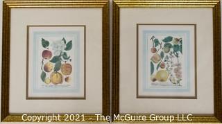 Two (2) Gilt Framed Under Glass Color Lithographs of Flora and Fauna.  