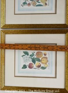 Two (2) Gilt Framed Under Glass Color Lithographs of Flora and Fauna.  