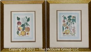 Two (2) Gilt Framed Under Glass Color Lithographs of Flora and Fauna.  