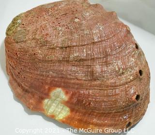 Group of Vintage Cigar Boxes, Abalone Shell and Polished Slice of Petrified Wood Fossil