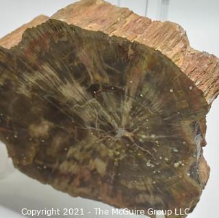 Group of Vintage Cigar Boxes, Abalone Shell and Polished Slice of Petrified Wood Fossil