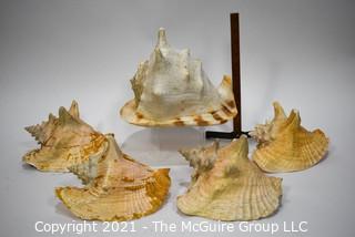 (5) Conch Shells 