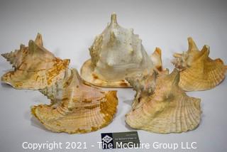 (5) Conch Shells 