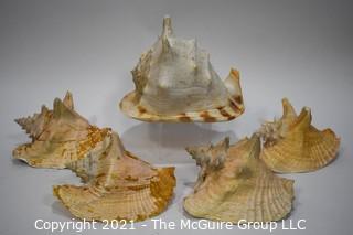 (5) Conch Shells 