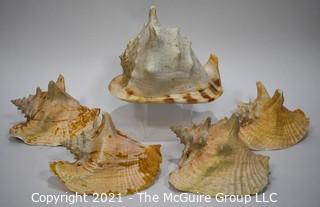 (5) Conch Shells 