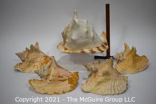 (5) Conch Shells 